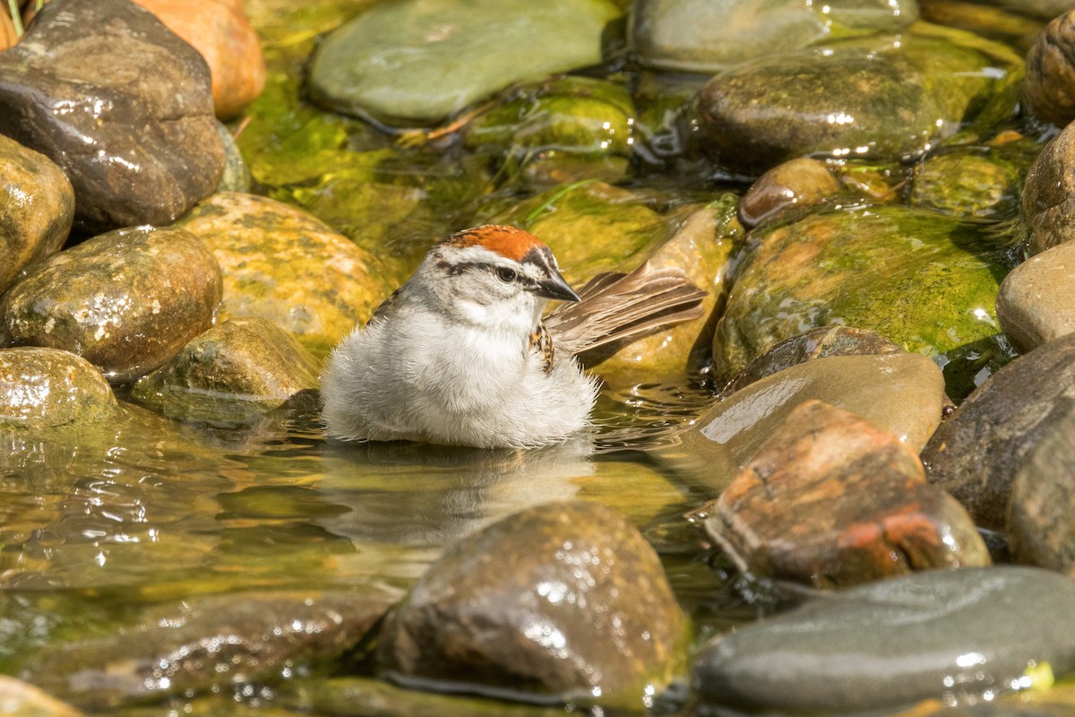 Chipping Sparrow - ML619747979