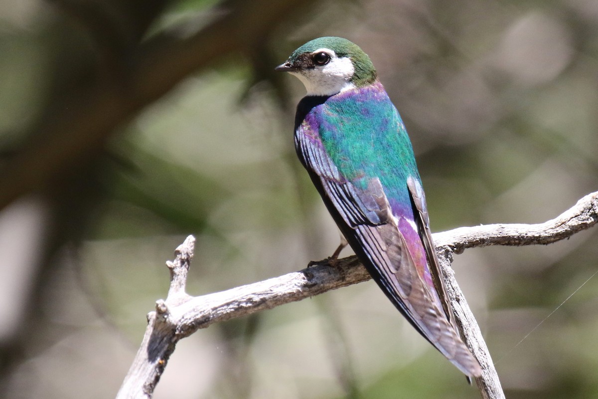 Violet-green Swallow - ML619747989