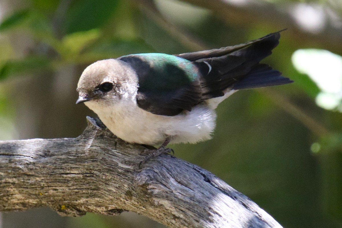 Violet-green Swallow - ML619747993