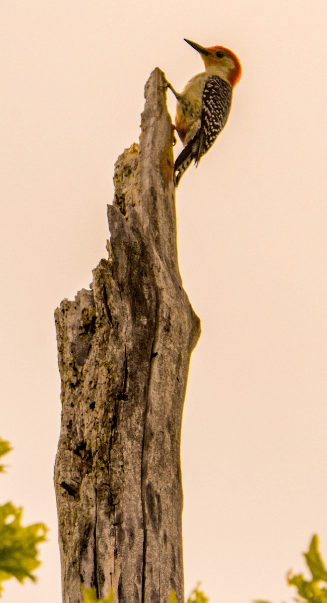 Red-bellied Woodpecker - ML619748014
