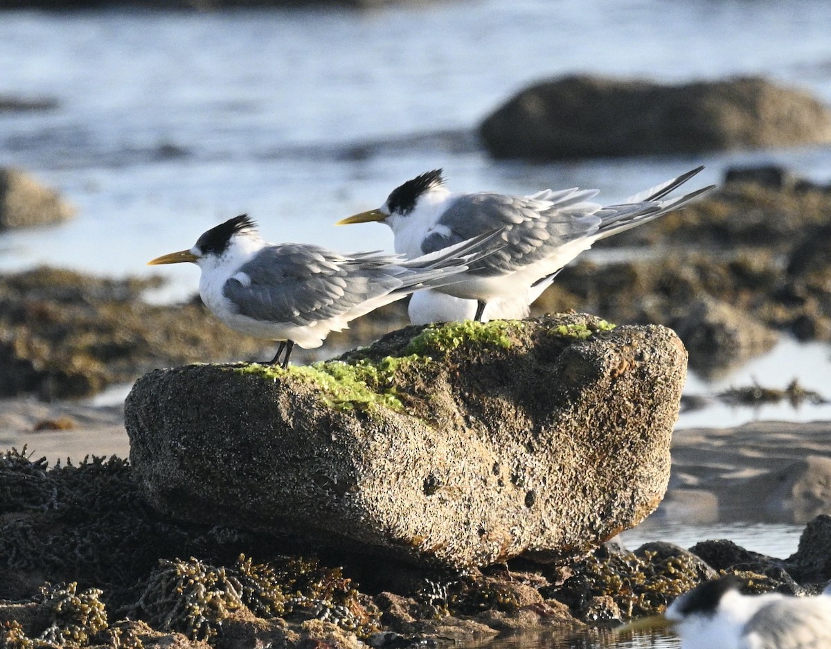Great Crested Tern - ML619748078