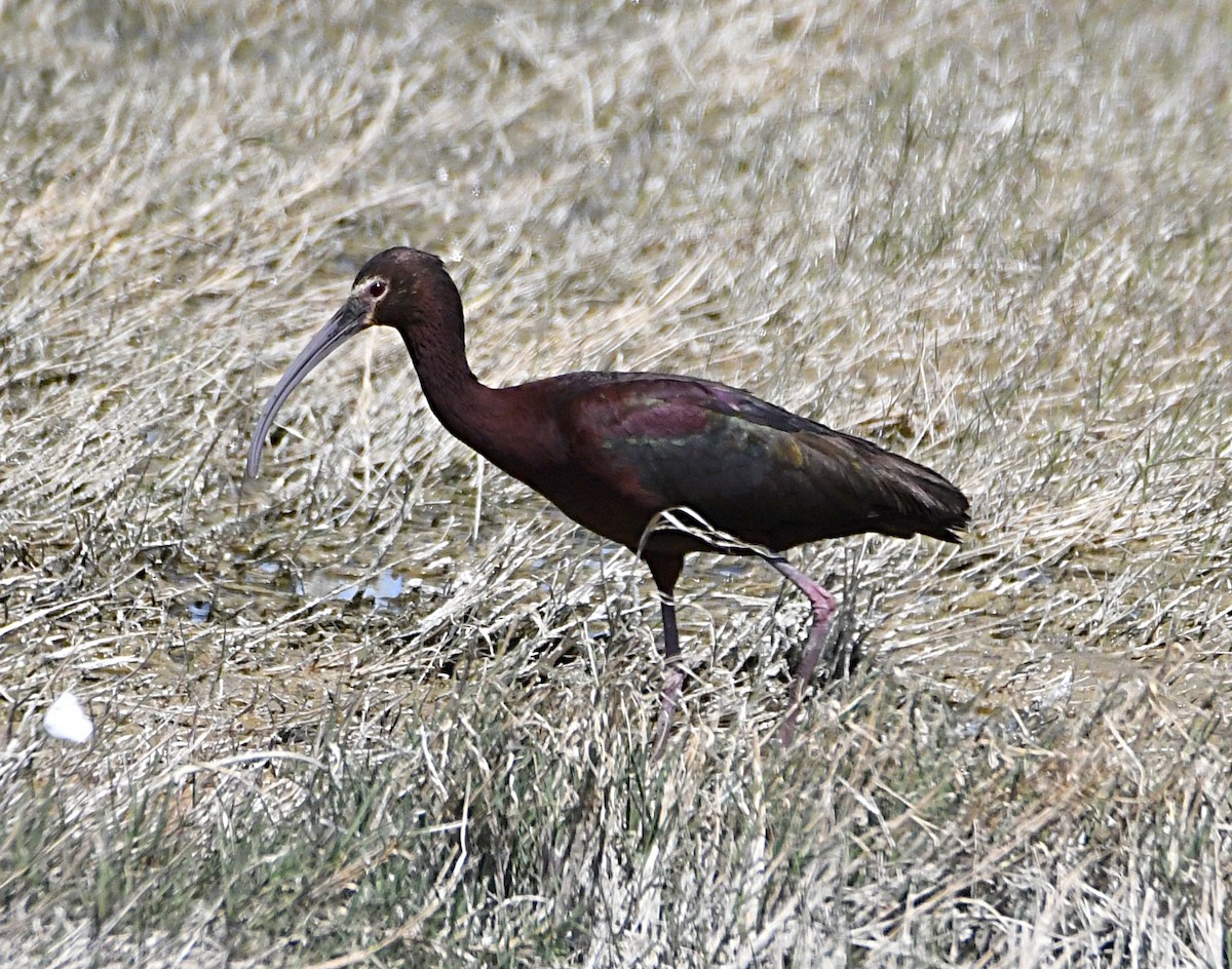 ibis americký - ML619748090
