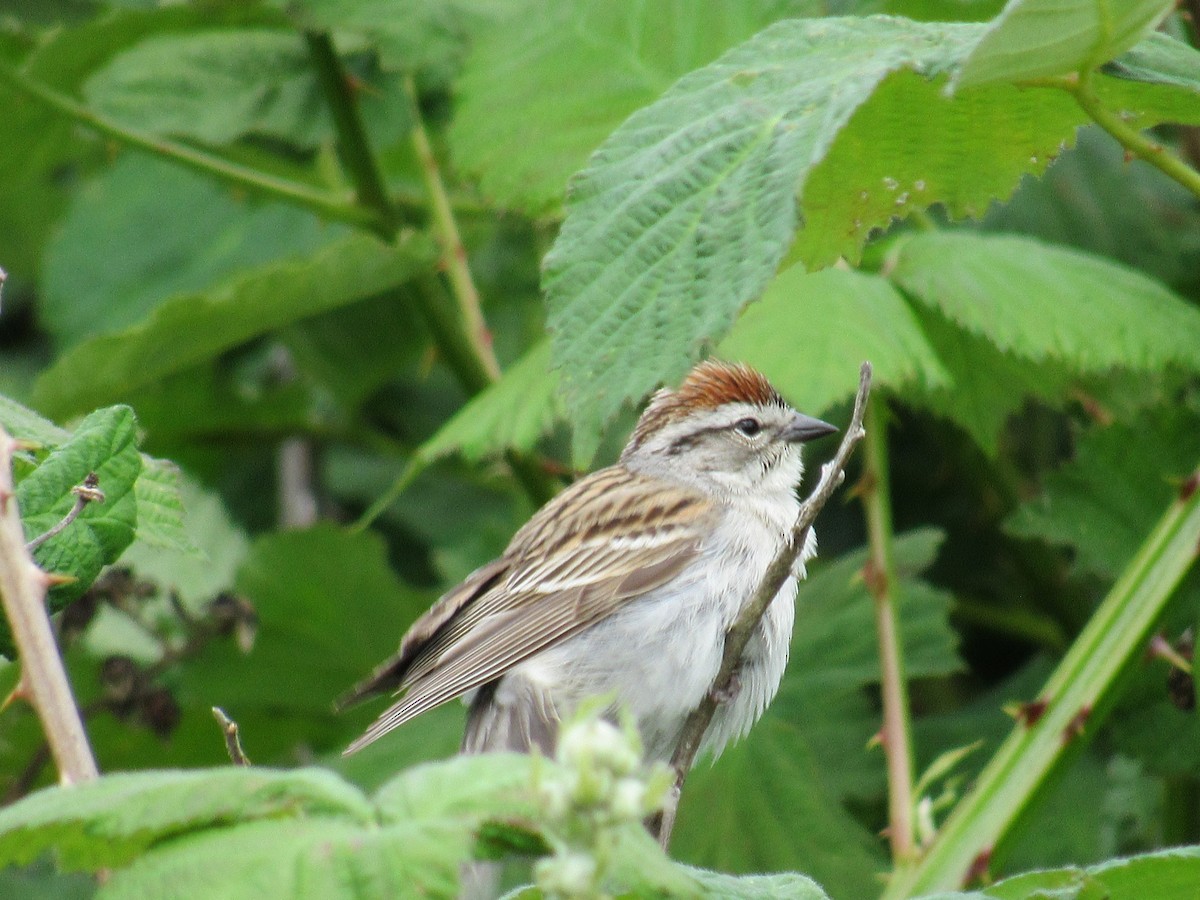Chipping Sparrow - ML619748110