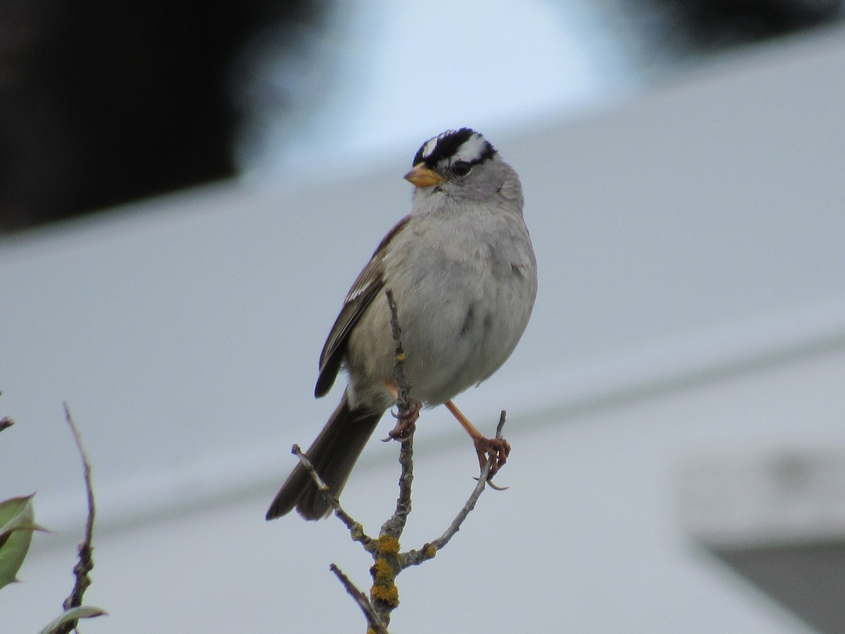 White-crowned Sparrow - ML619748122