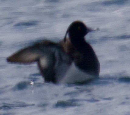 Tufted Duck - ML619748151