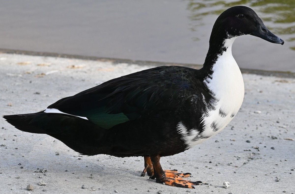 Muscovy Duck (Domestic type) - ML619748153