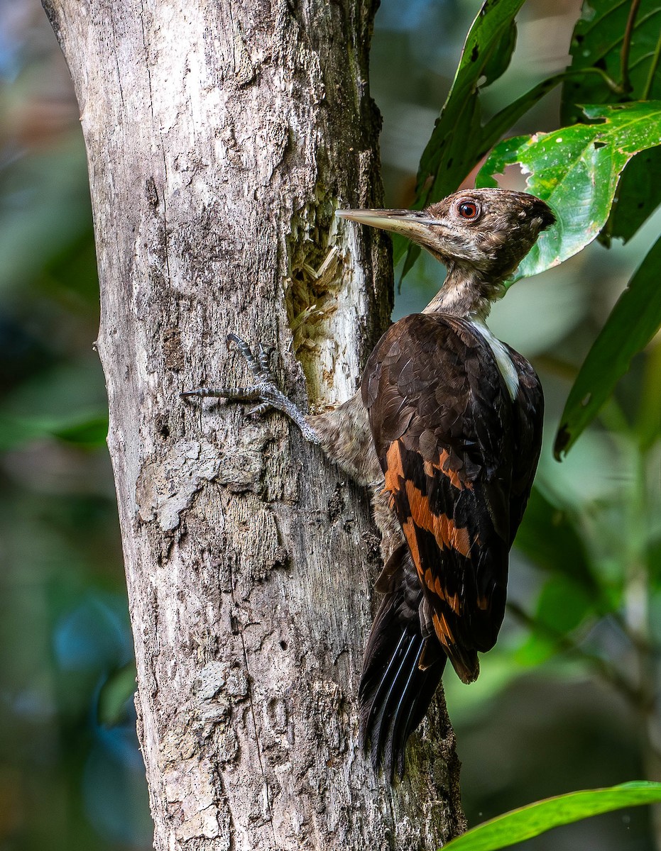 Orange-backed Woodpecker - ML619748208