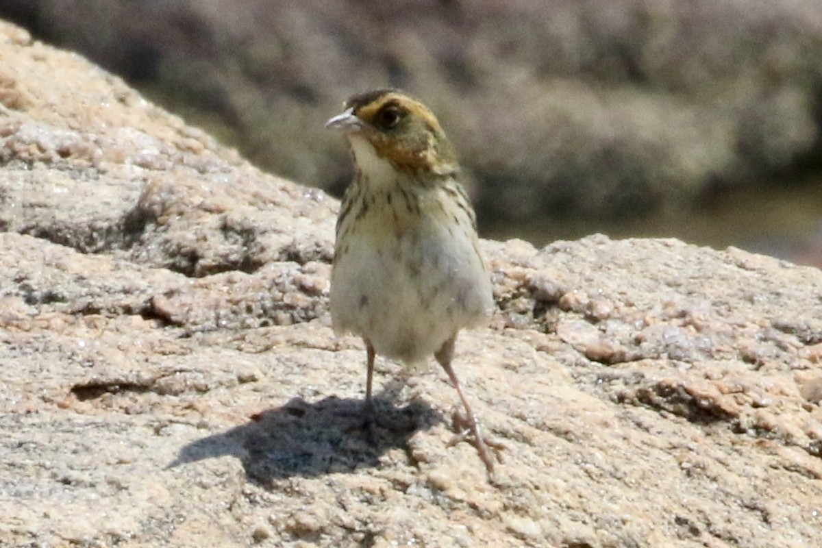 Saltmarsh Sparrow - ML619748218
