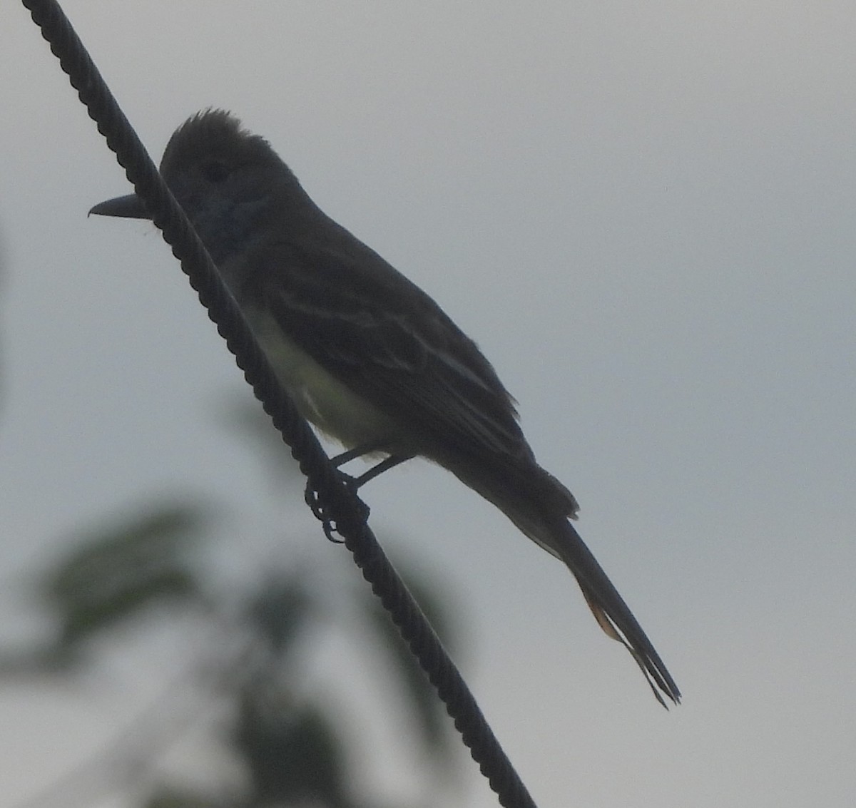 Great Crested Flycatcher - ML619748227
