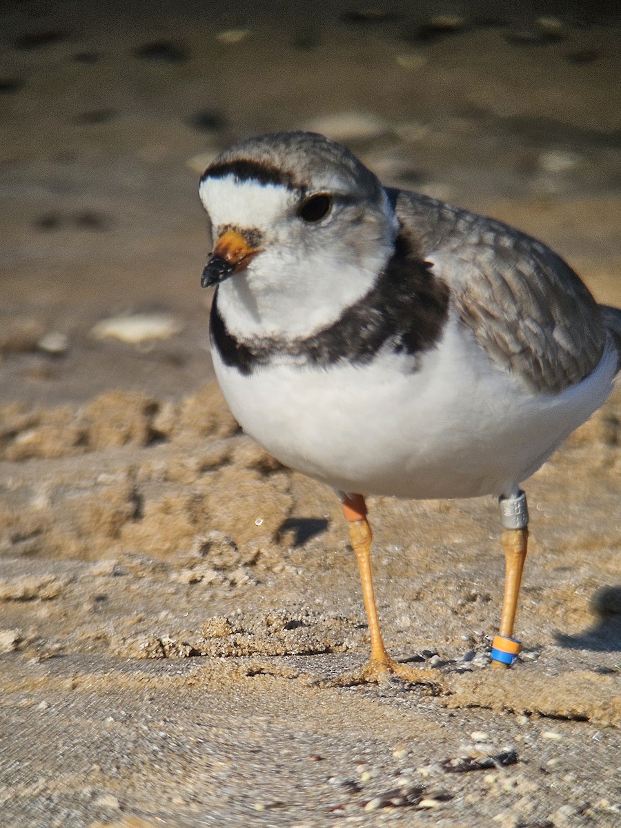 Piping Plover - ML619748228