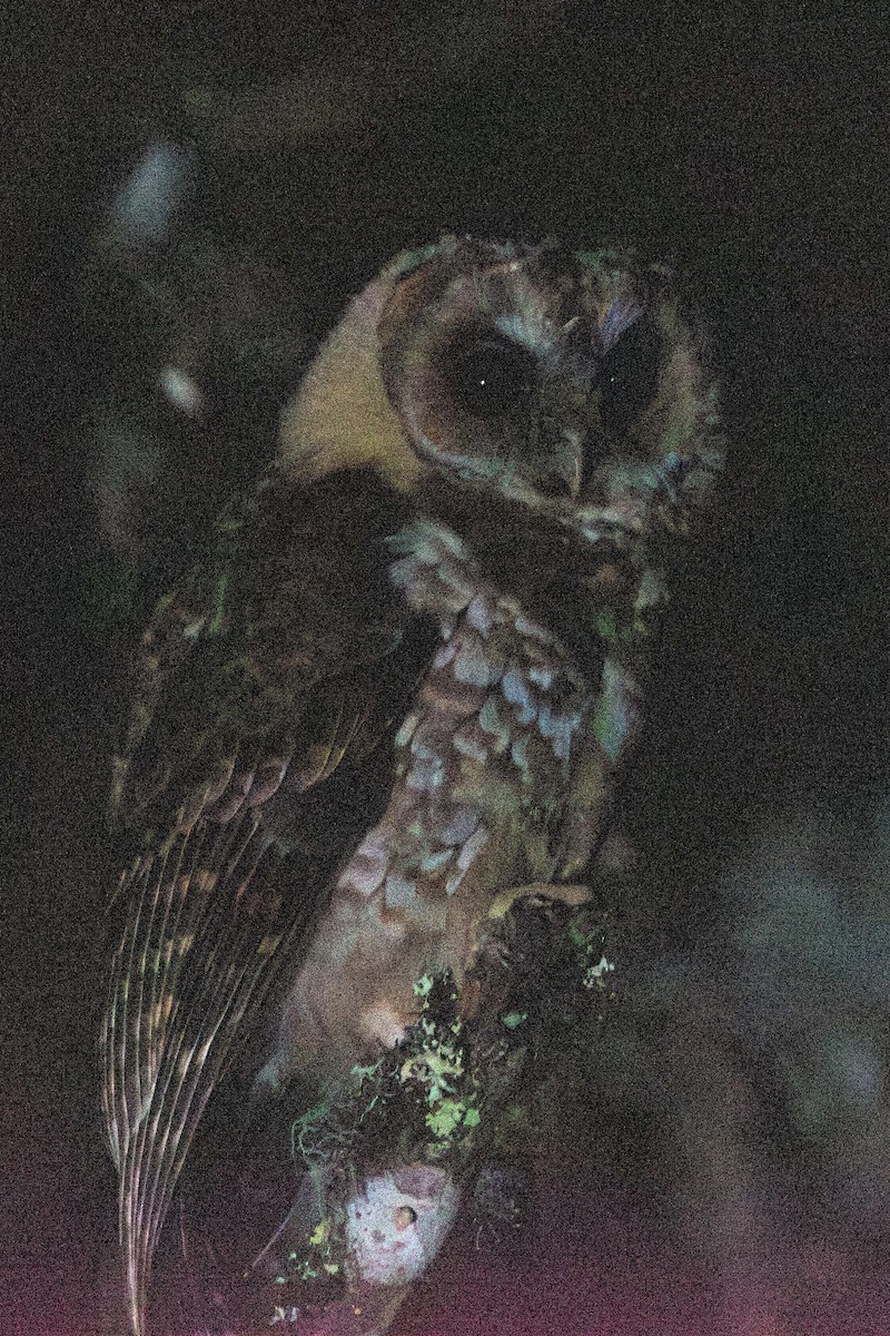 Rufous-banded Owl - ML619748234
