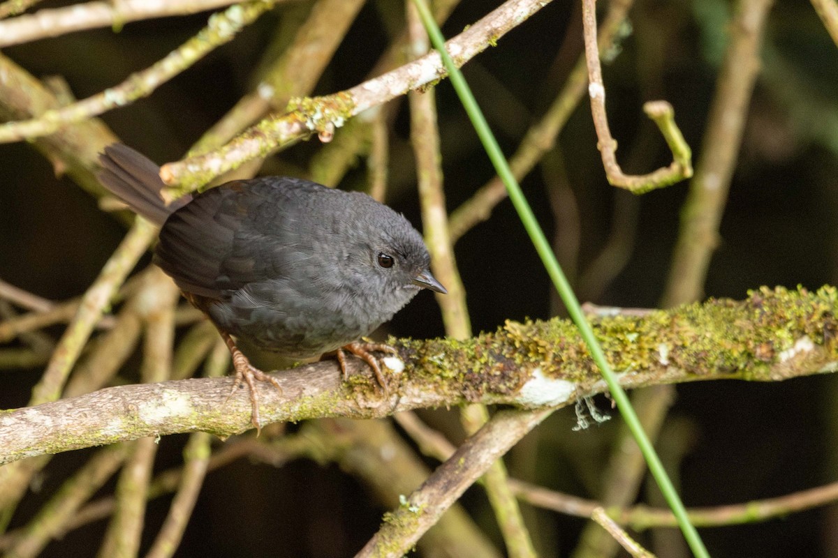 Pale-bellied Tapaculo - ML619748240
