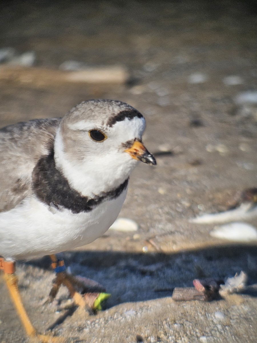 Piping Plover - ML619748250