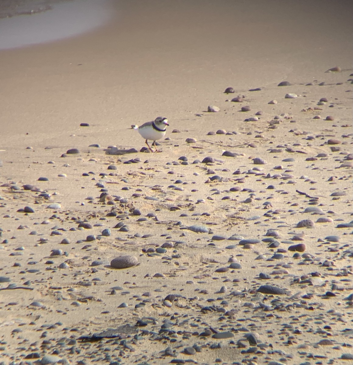 Piping Plover - ML619748256