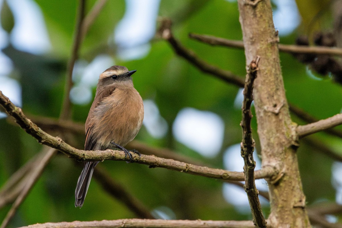 Brown-backed Chat-Tyrant - ML619748260