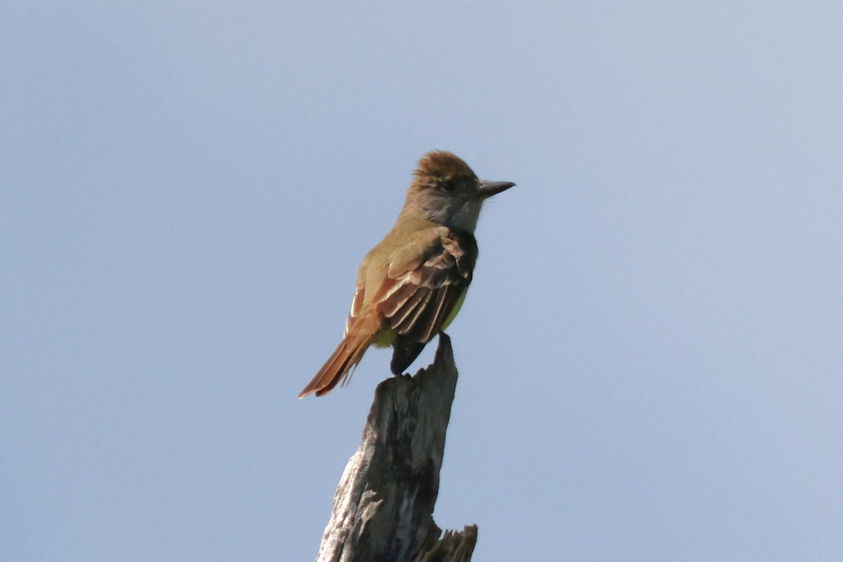 Great Crested Flycatcher - ML619748270
