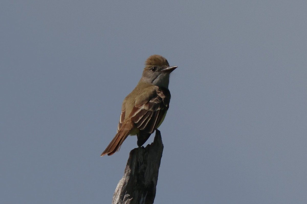 Great Crested Flycatcher - ML619748271