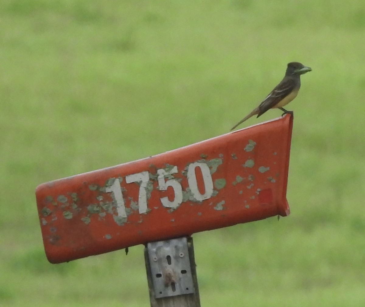 Great Crested Flycatcher - ML619748289