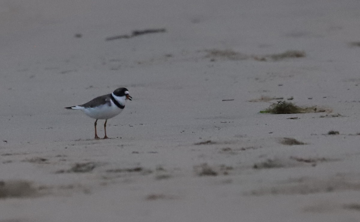 Semipalmated Plover - ML619748294