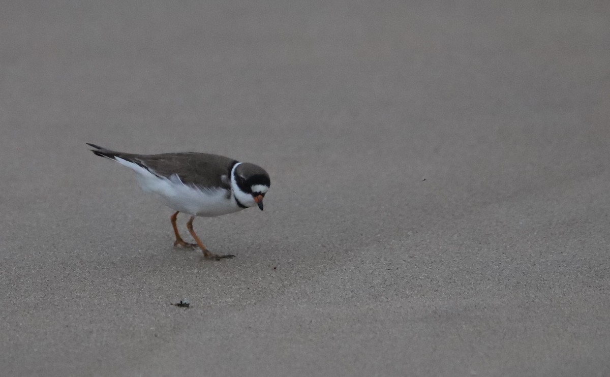 Semipalmated Plover - ML619748300