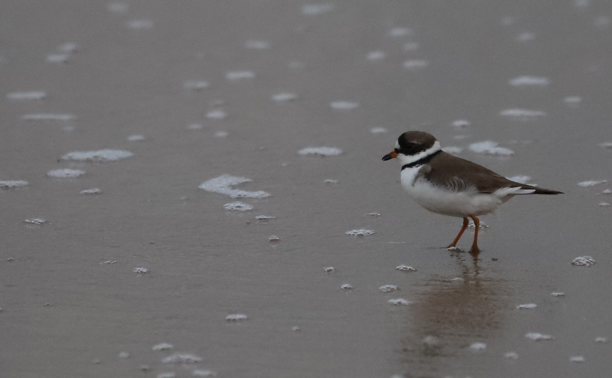 Semipalmated Plover - ML619748301