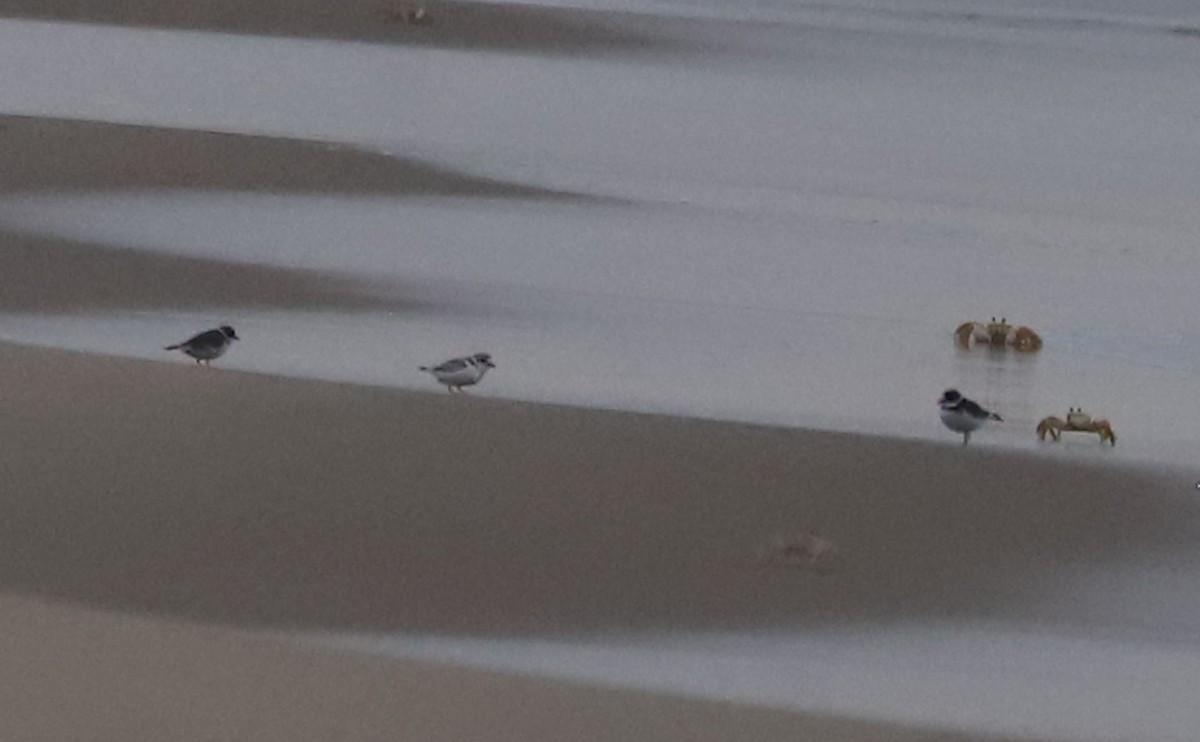 Piping Plover - ML619748305