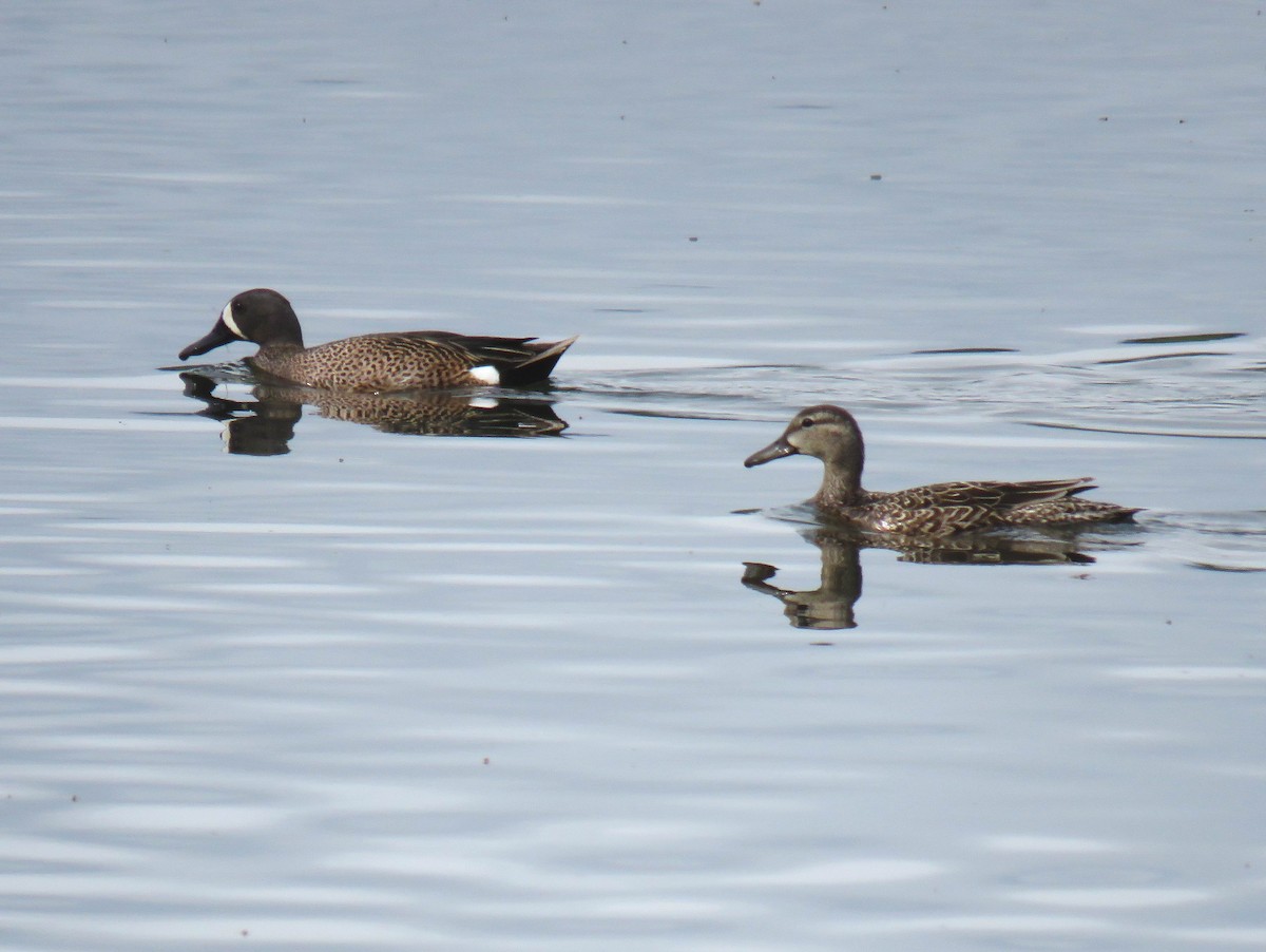 Blue-winged Teal - ML619748345