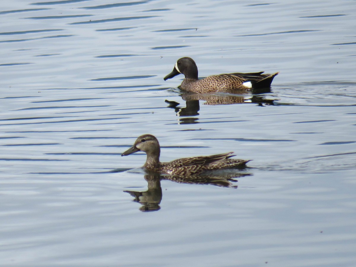 Blue-winged Teal - ML619748349