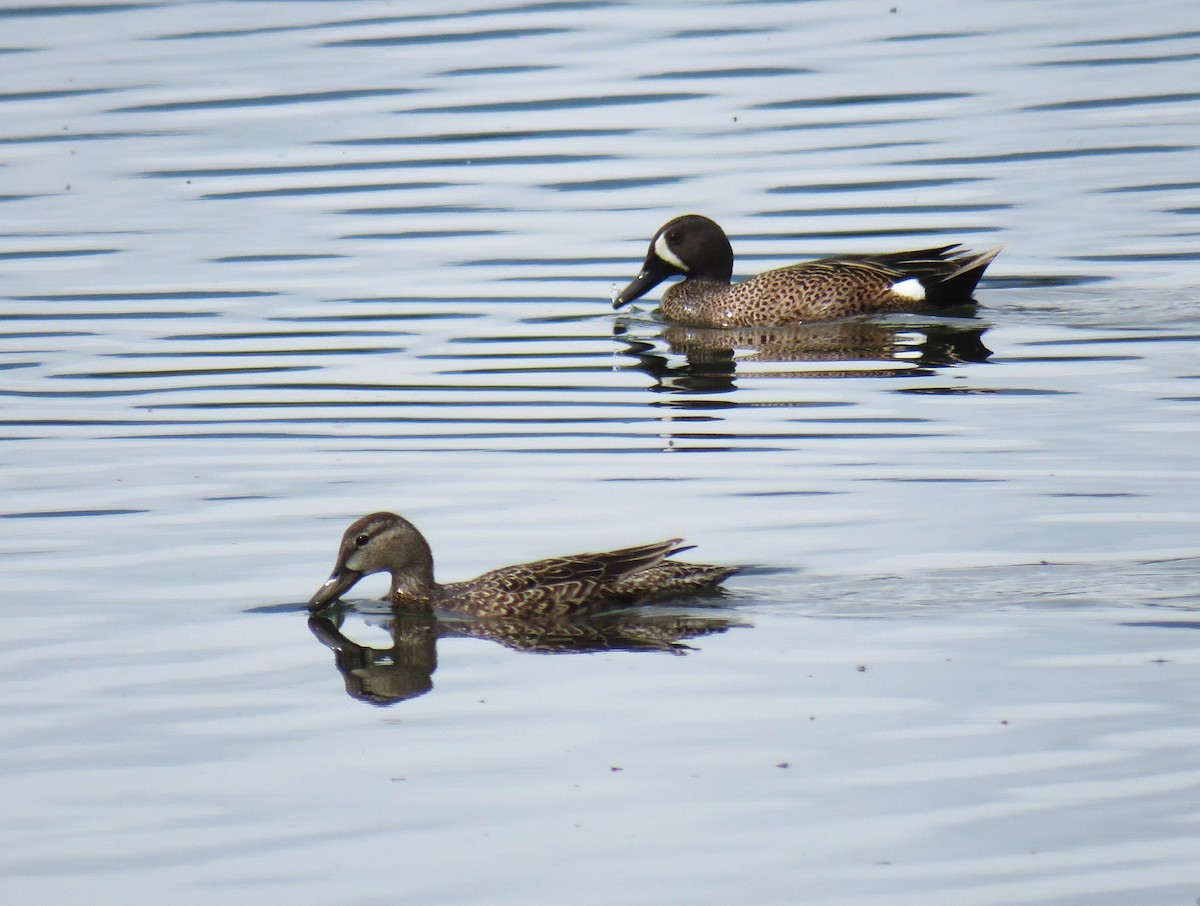 Blue-winged Teal - ML619748351