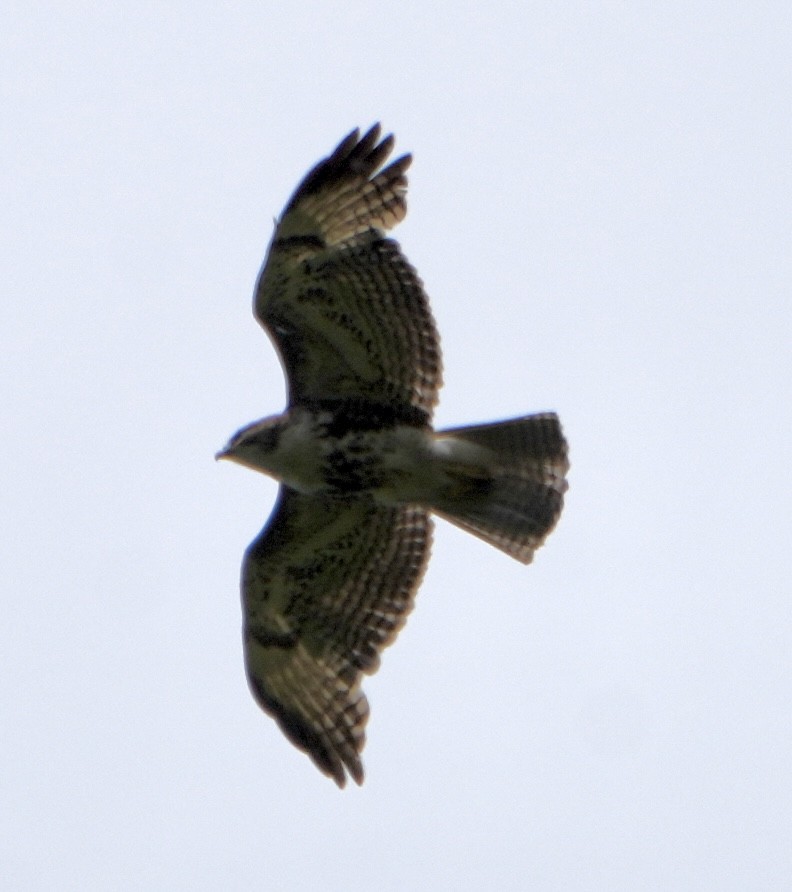 Red-tailed Hawk - ML619748358