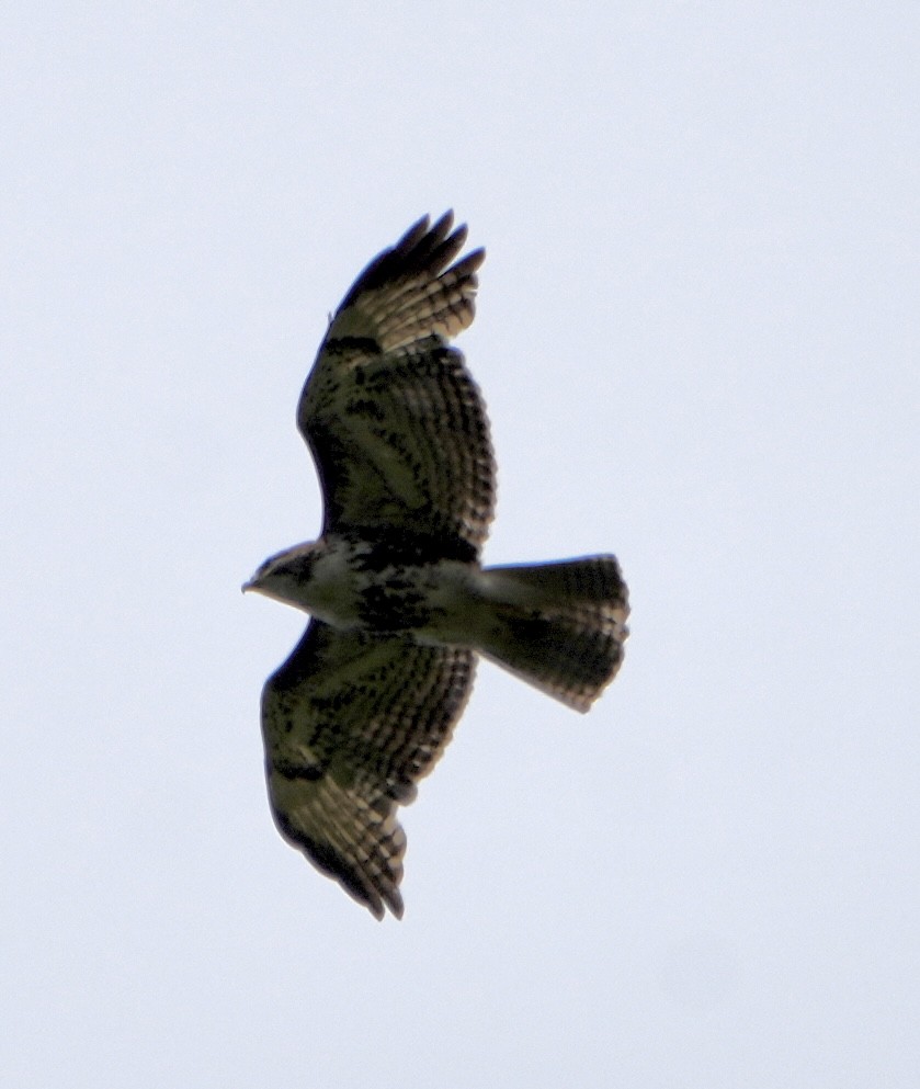 Red-tailed Hawk - ML619748360