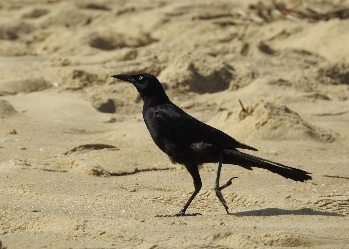 Boat-tailed Grackle - ML619748424