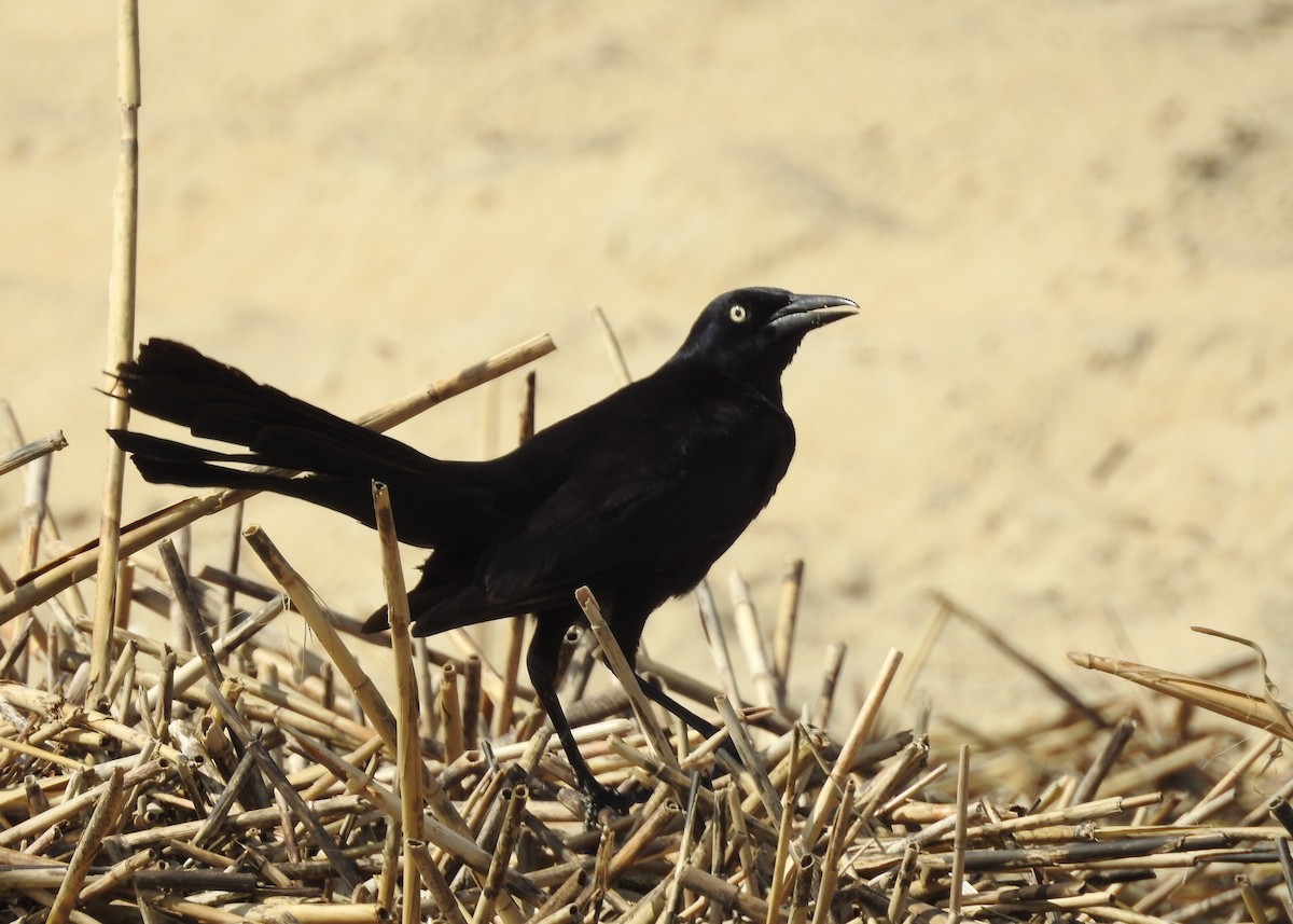 Boat-tailed Grackle - ML619748425
