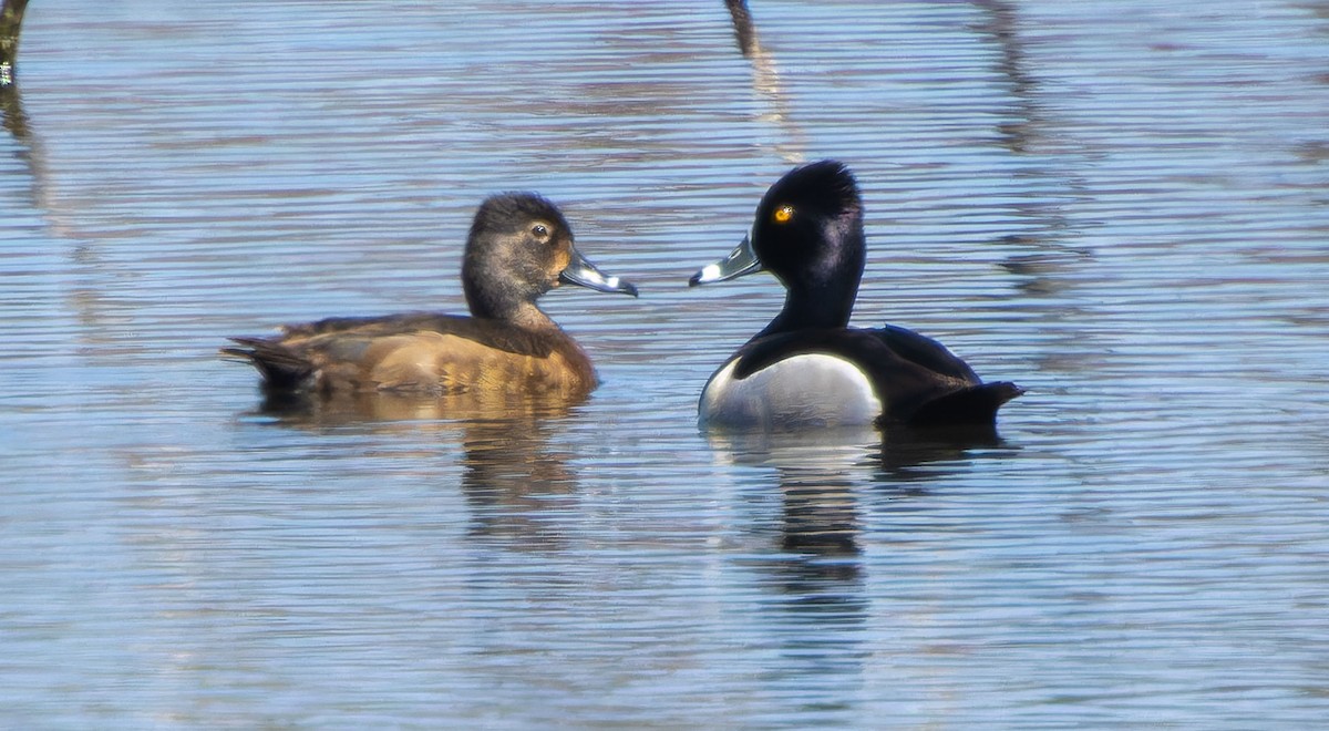 Ring-necked Duck - ML619748448