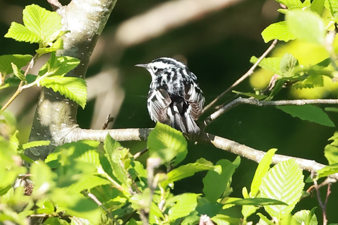 Black-and-white Warbler - ML619748450