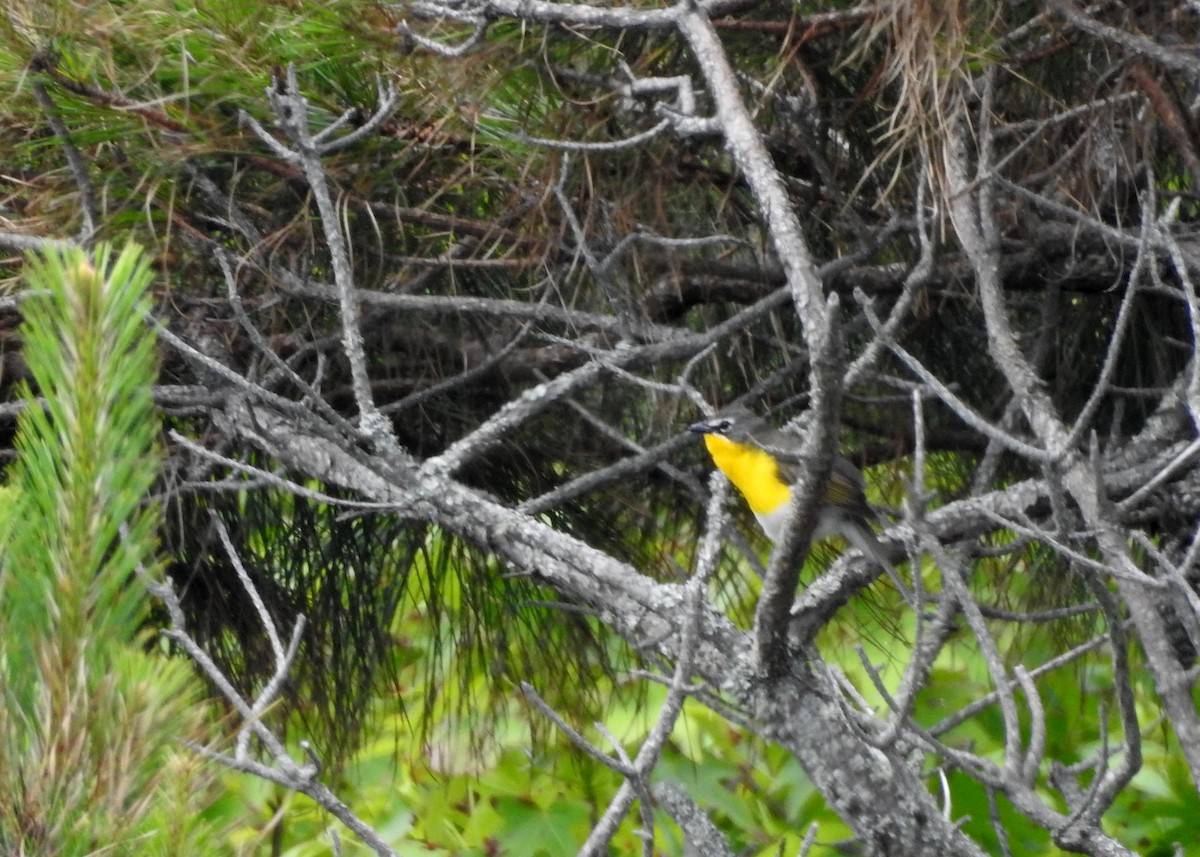 Yellow-breasted Chat - ML619748451