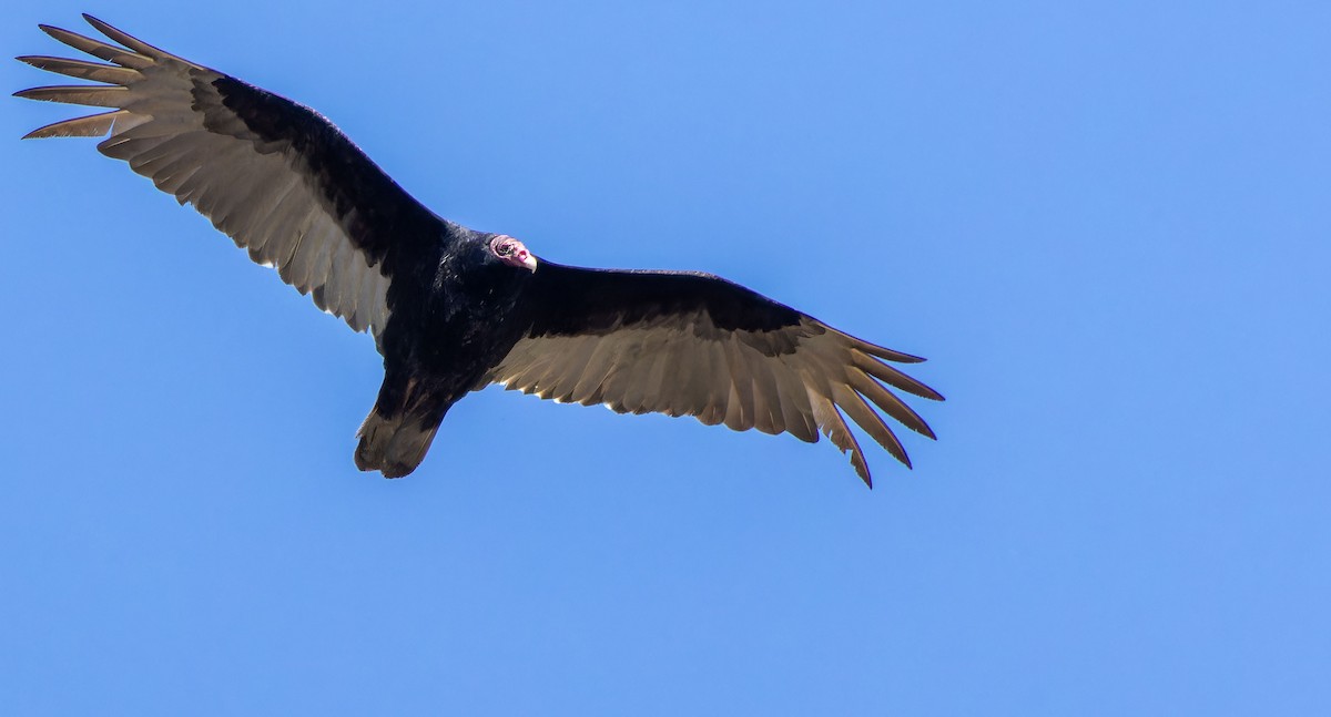 Turkey Vulture - ML619748500
