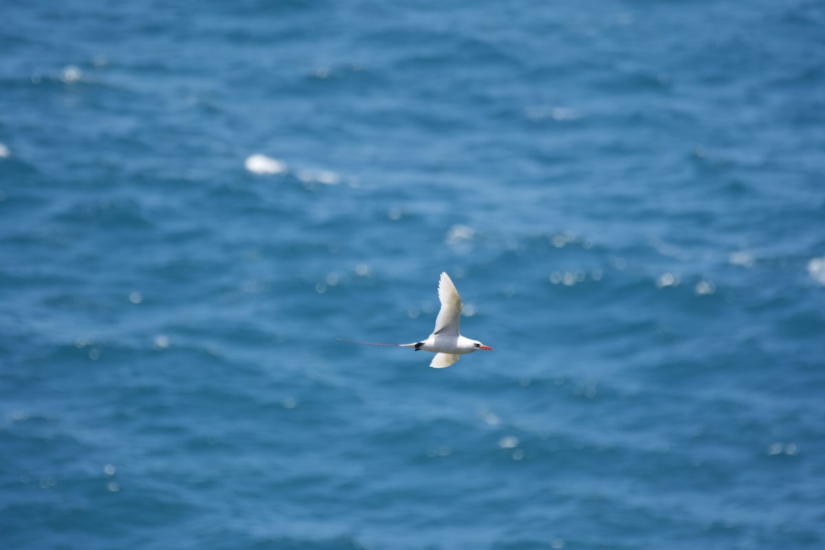 Red-tailed Tropicbird - ML619748529