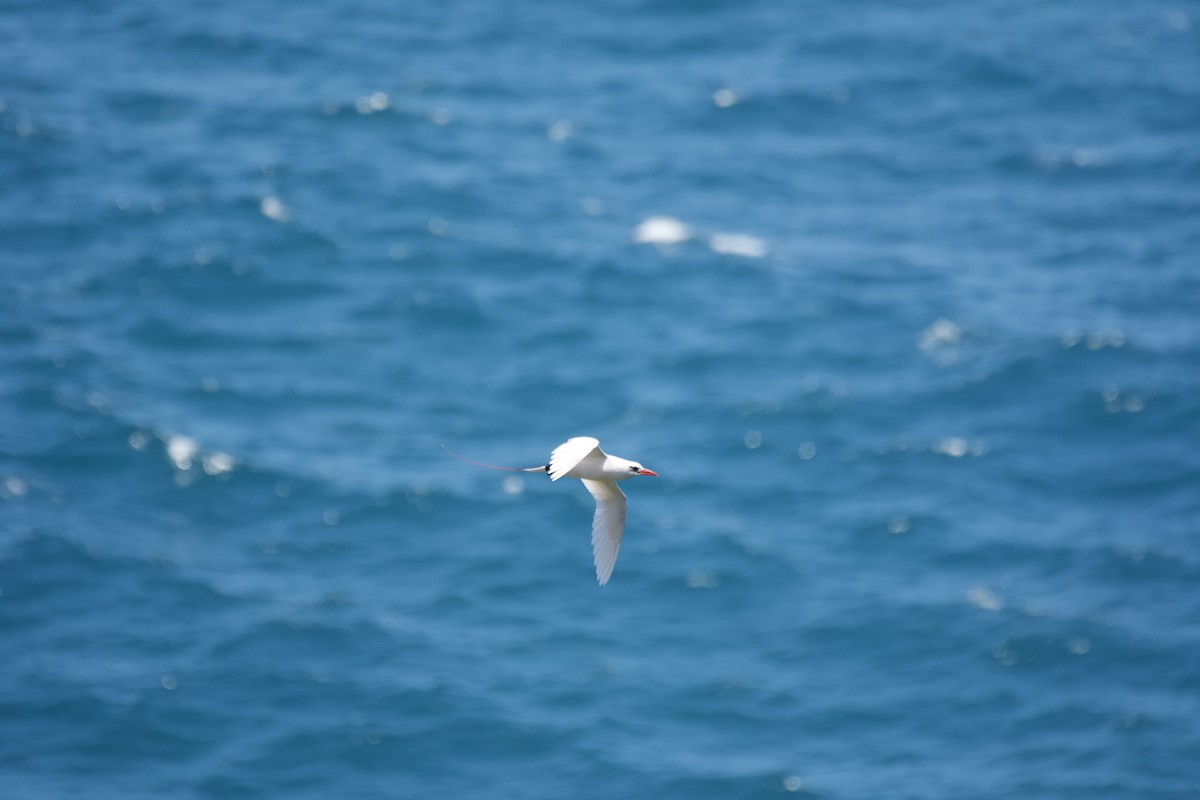 Red-tailed Tropicbird - ML619748530