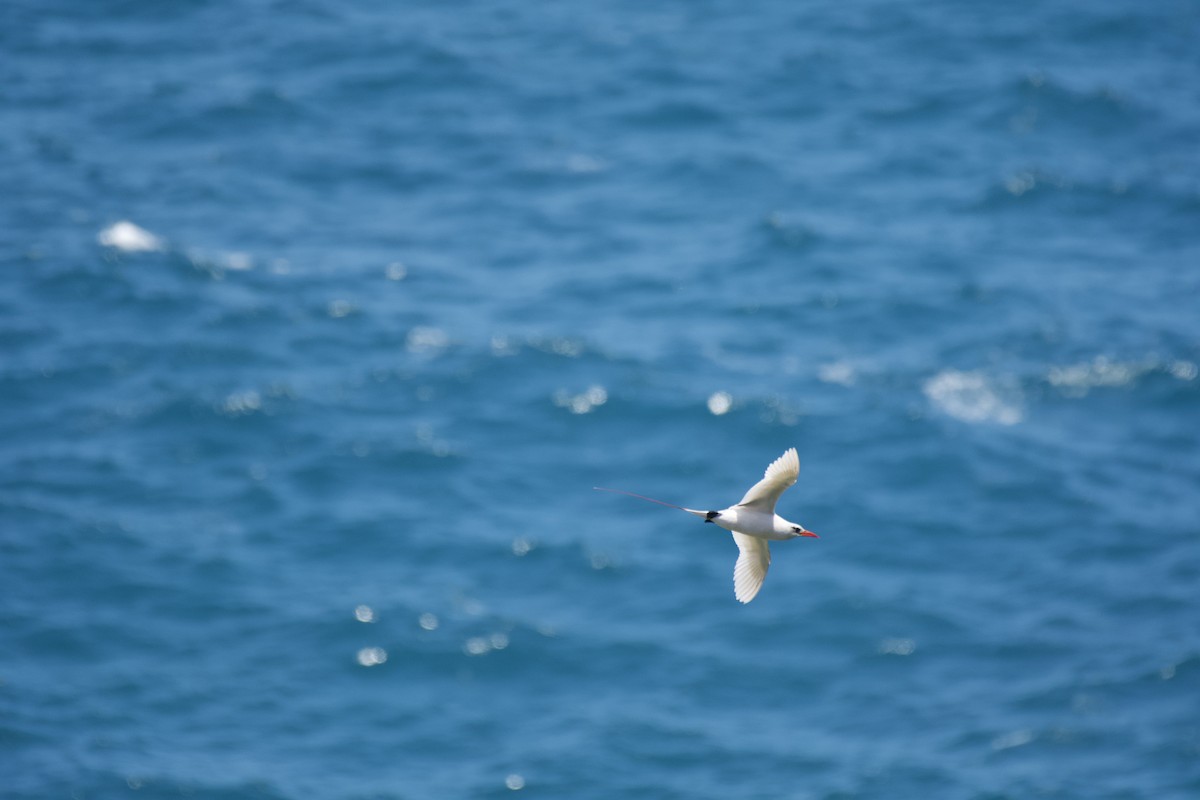 Red-tailed Tropicbird - ML619748531