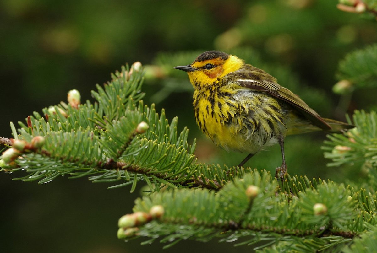 Cape May Warbler - ML619748560