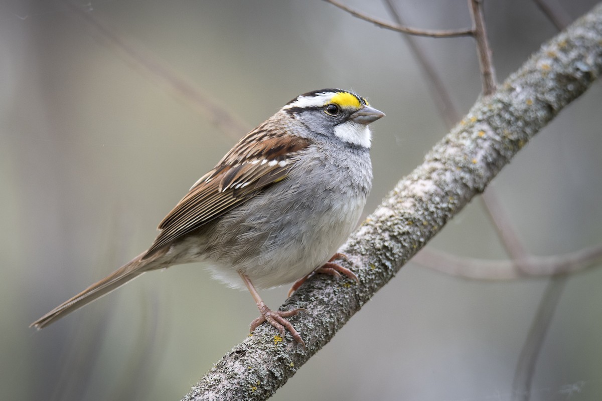 White-throated Sparrow - ML619748565