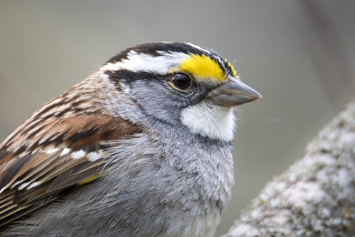 White-throated Sparrow - ML619748566