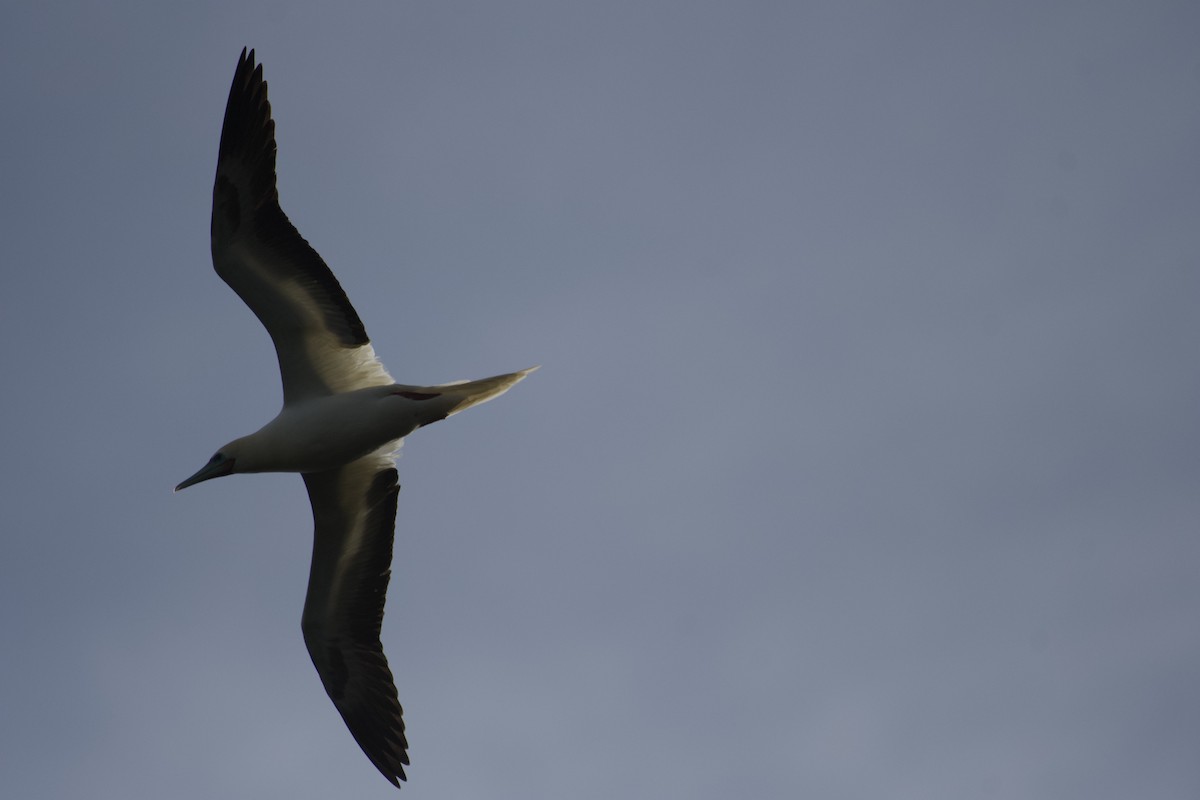 Red-footed Booby - ML619748584