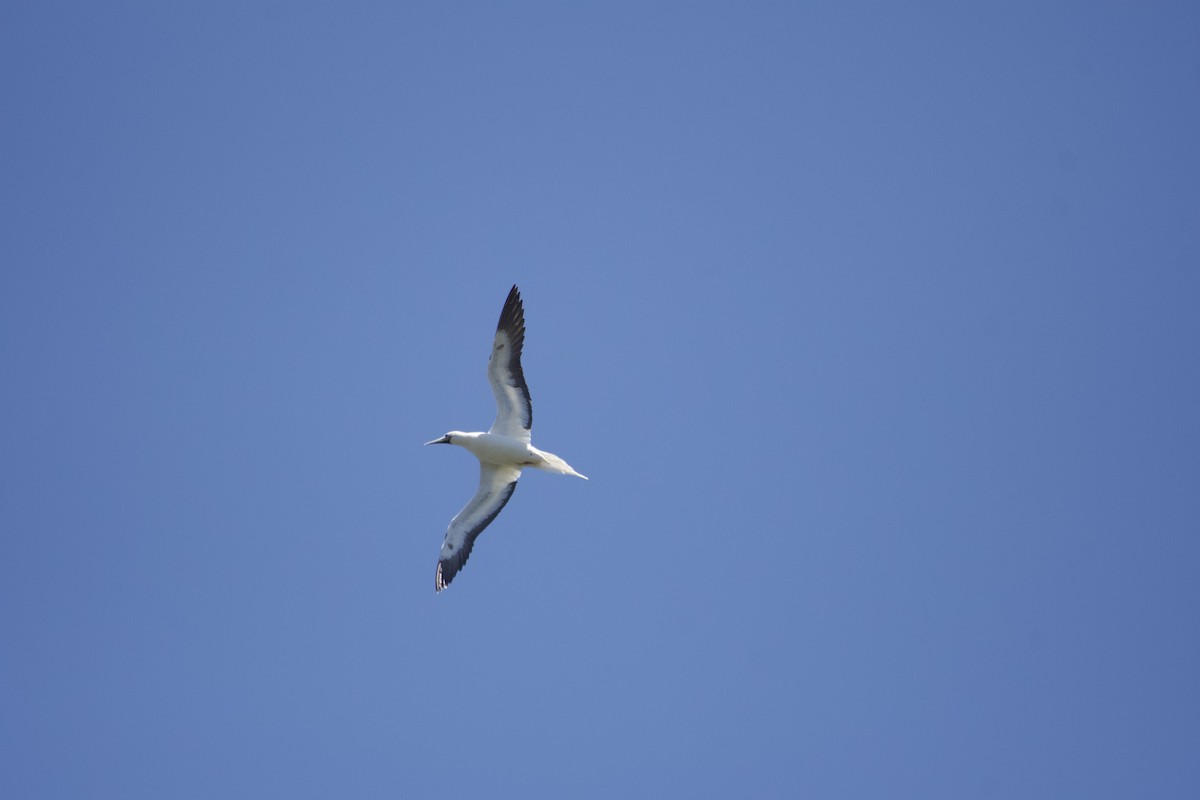 Red-footed Booby - ML619748585