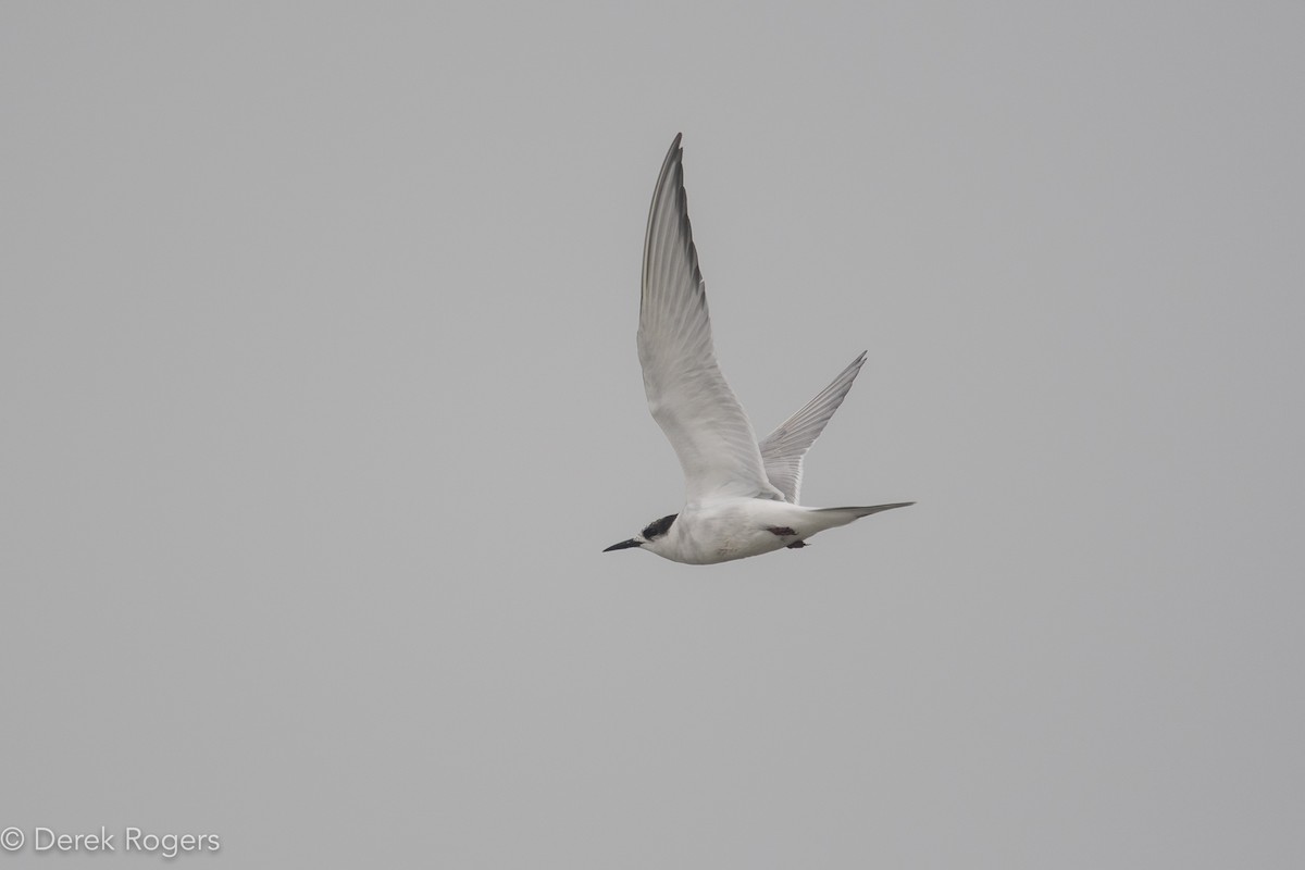 Arctic Tern - Derek Rogers