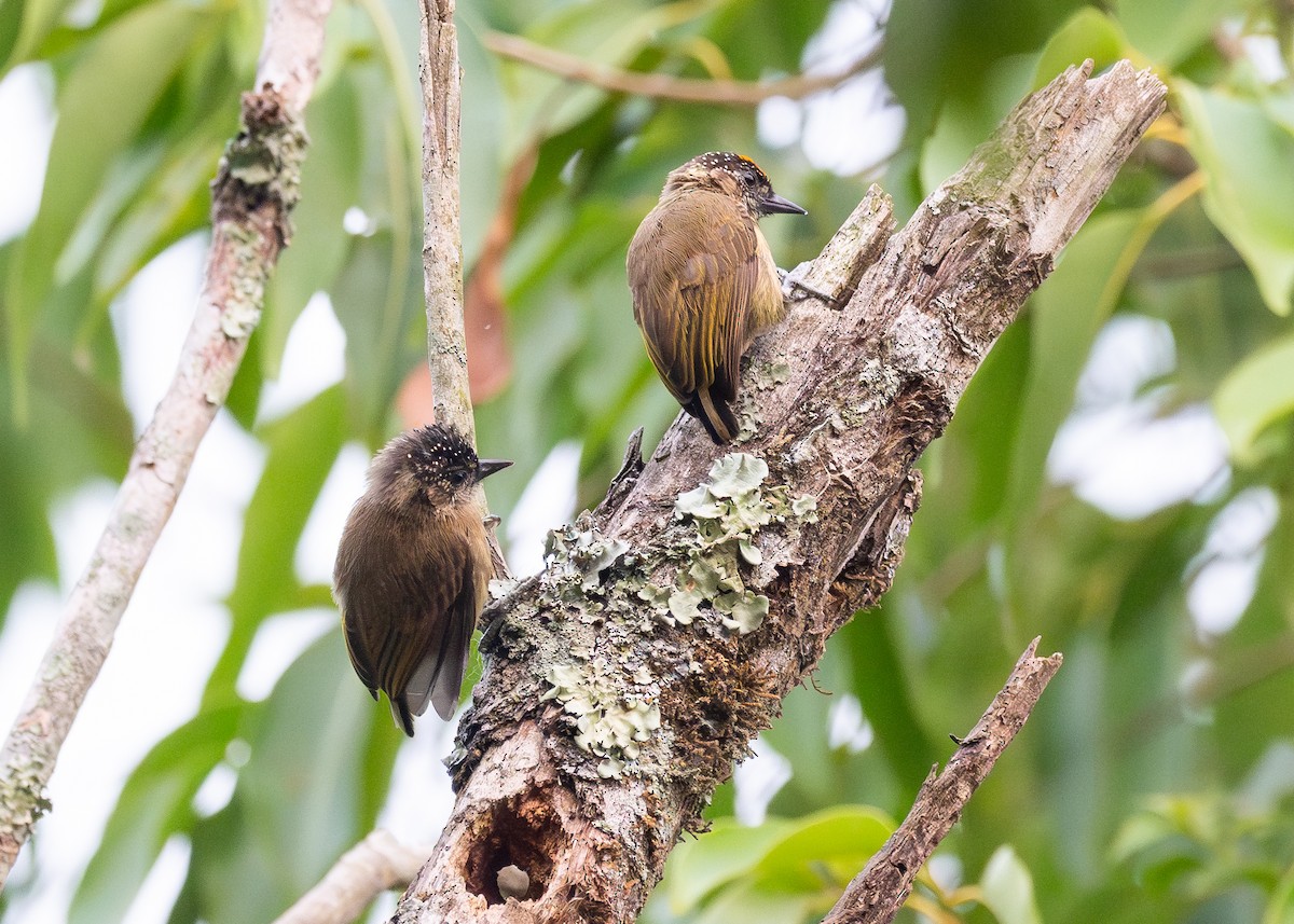 Olivaceous Piculet - ML619748613