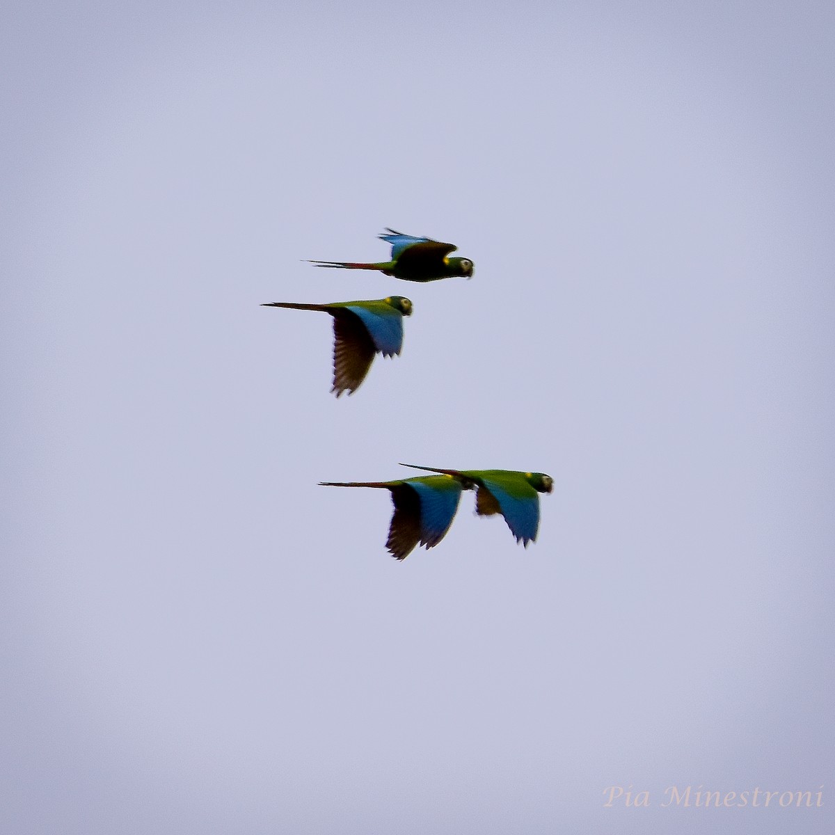 Yellow-collared Macaw - ML619748631