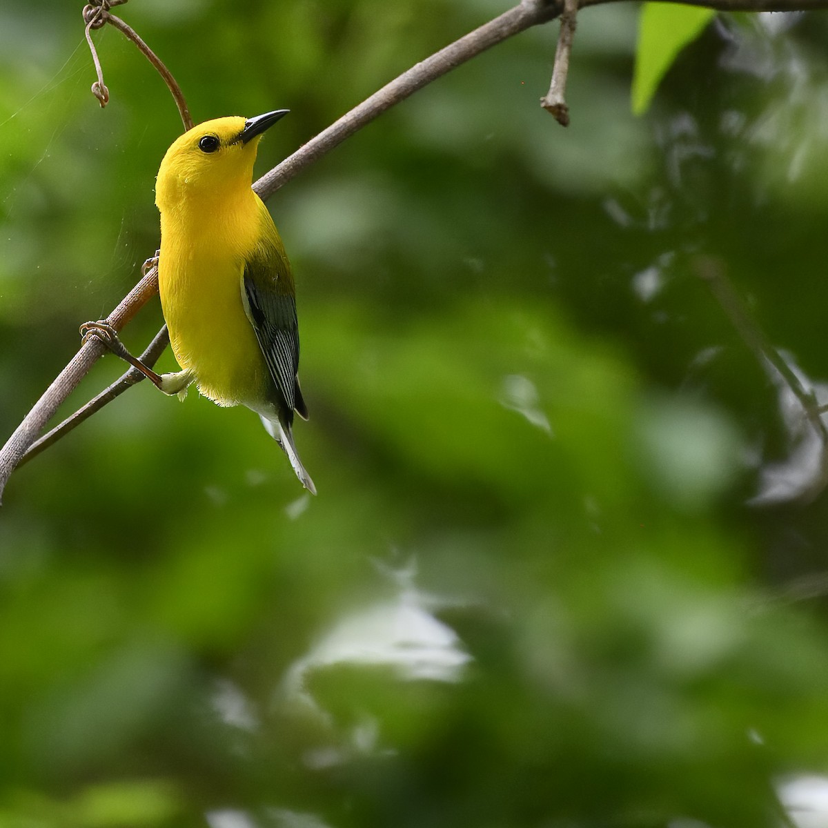 Prothonotary Warbler - ML619748633