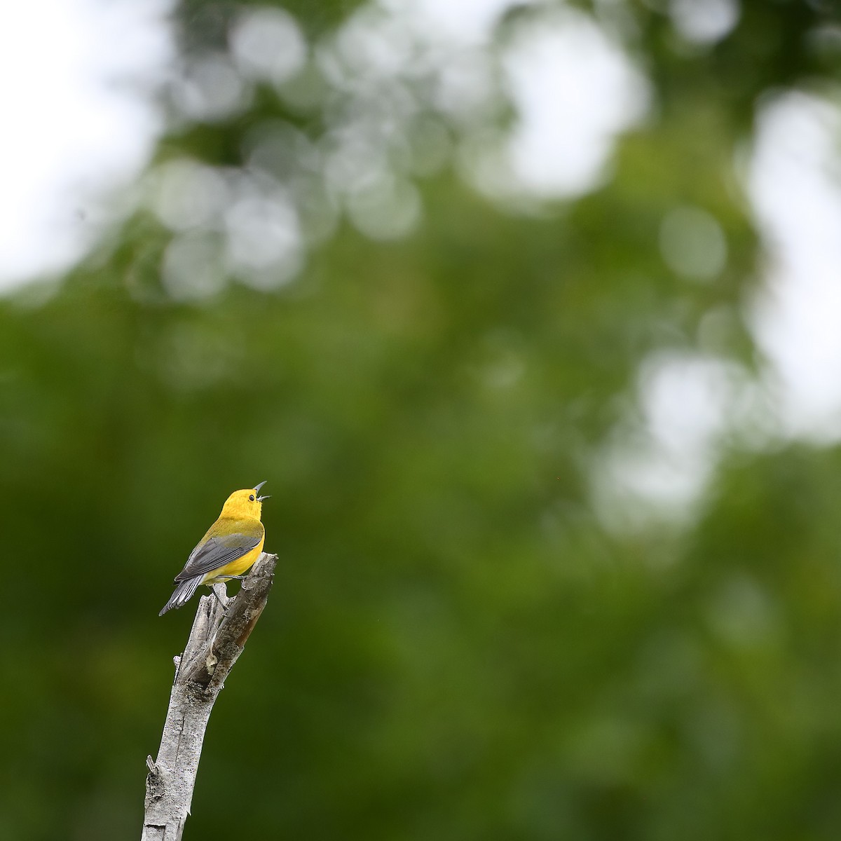 Prothonotary Warbler - ML619748645